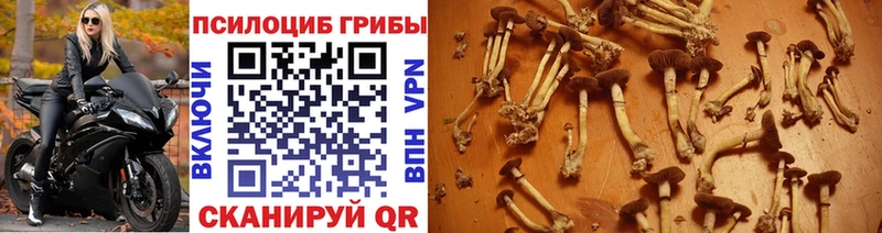 KRAKEN ONION  Кингисепп  Галлюциногенные грибы прущие грибы 